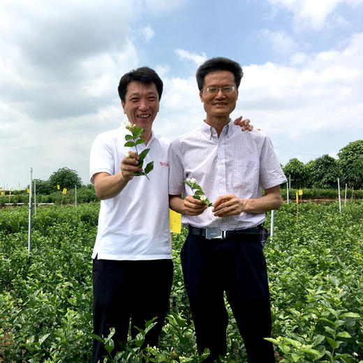 茉莉花茶80克 商品图4