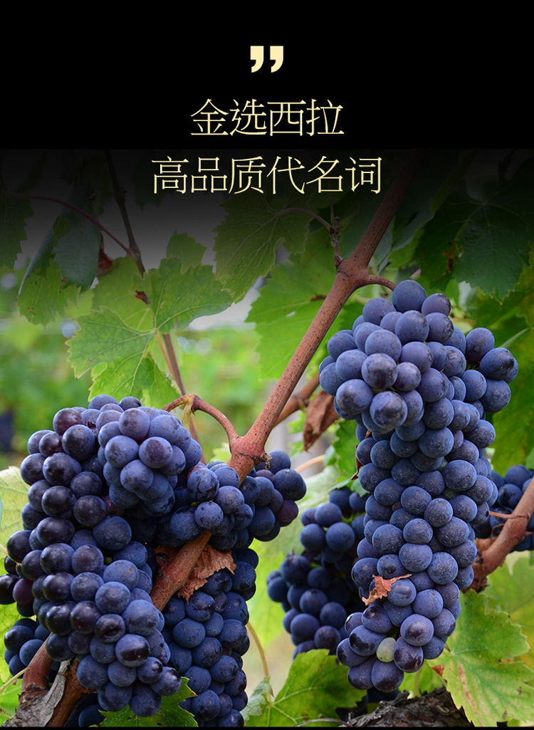 天鹅庄金选西拉葡萄酒750ml 商品图5