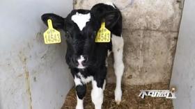  退役奶牛成为团宠，高枕无忧的日子