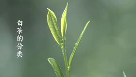 2.白茶的分类