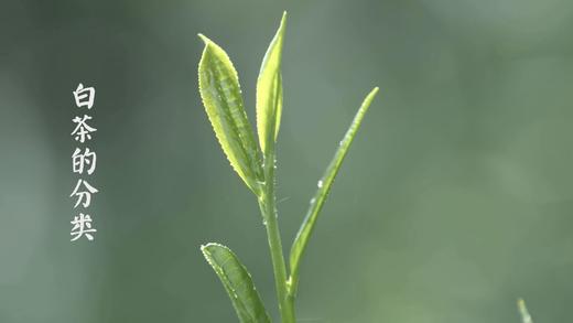 12.白茶的分类 商品图0