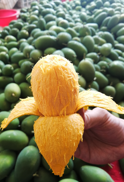 【第二批预售】覃斗蛋芒10斤装-预计6月初发货