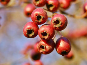 孕妈咪临产前应该怎么吃？试试这8种食物，或能加快分娩