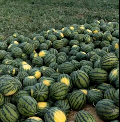 【6/7】 吐鲁番火焰山下甜西瓜【预付款】 1.79/公斤