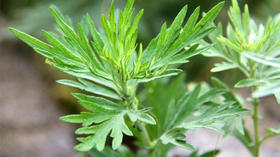 02【端午寻艾记】