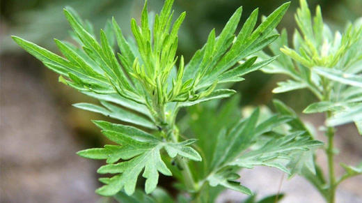 02【端午寻艾记】 商品图0