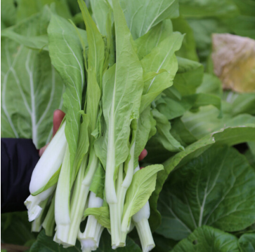 白菜花心(农场自产),无化肥,绿色等级生产(500g)