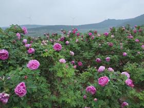 玫瑰的妙用——喝出美丽与健康