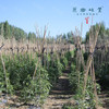 【排单3天发货】新疆“初恋”有机西红柿/番茄（基地直发-顺丰空运）|礼盒装、家庭装，来自新疆库尔勒，生产者：王忠军 商品缩略图12