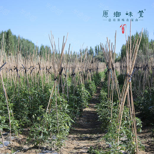 【排单3天发货】新疆“初恋”有机西红柿/番茄（基地直发-顺丰空运）|礼盒装、家庭装，来自新疆库尔勒，生产者：王忠军 商品图12