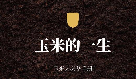玉米的一生 商品图0