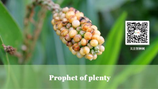 常见先锋玉米自交系系谱 商品图0