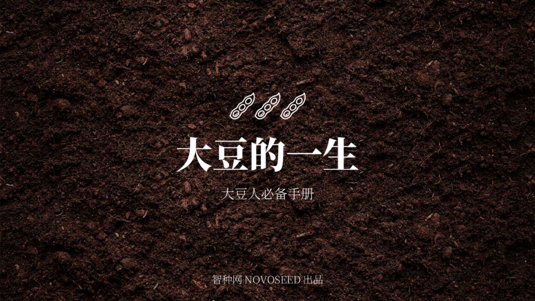 大豆的一生