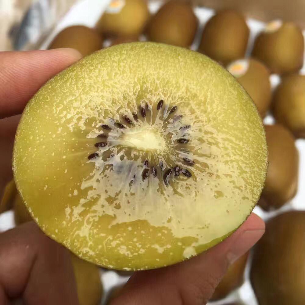 新西兰佳沛金果