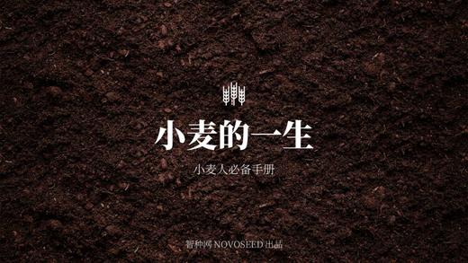 小麦的一生 商品图0