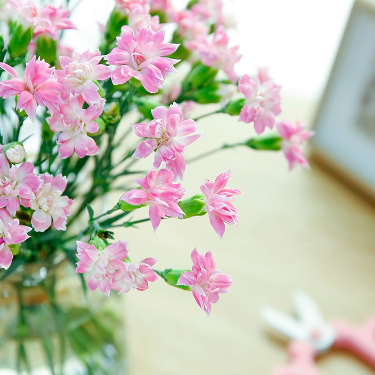 【粉色星太子】 |康乃馨系列·优雅而努力的绽放