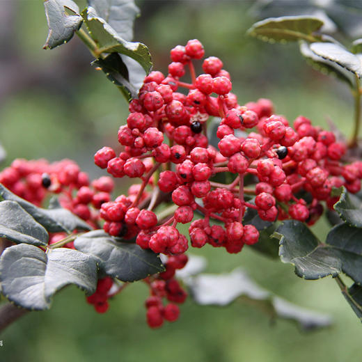 十味仙 红花椒50g/袋