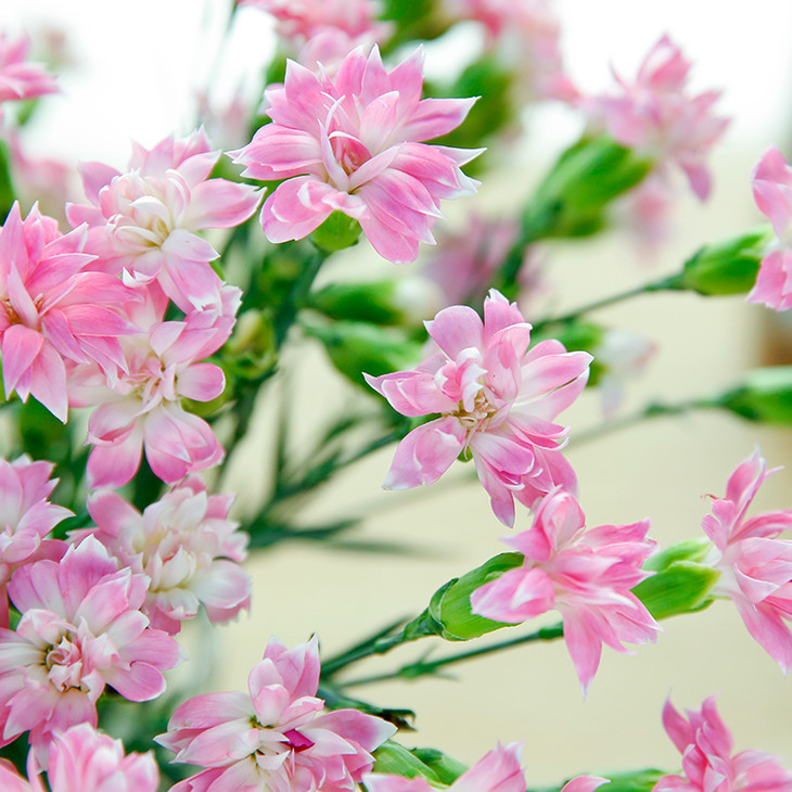 【粉色星太子】 |康乃馨系列·优雅而努力的绽放