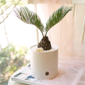 花享·绿植·迷你小铁树