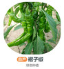 绿色褶子椒（优质合作）（±50g/份） 商品缩略图0