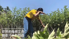 端午蕲春寻艾之旅VLOG（自拍版）