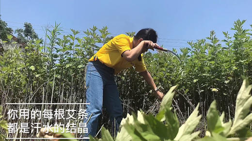 端午蕲春寻艾之旅VLOG（自拍版） 商品图0