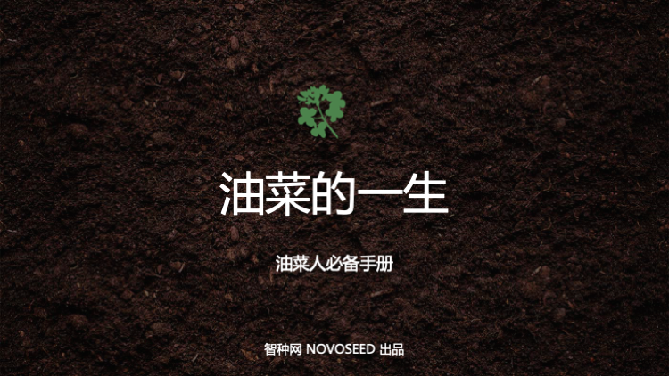 油菜的一生