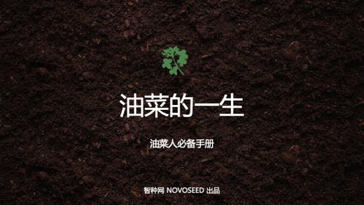 油菜的一生 商品图0