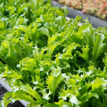 软尾生菜 250g 商品图0