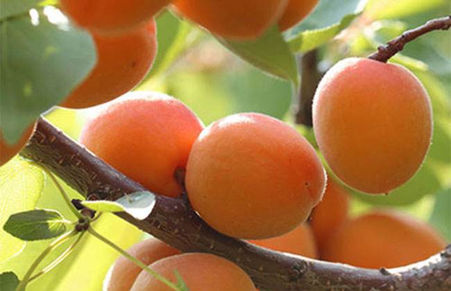 「树上风干原果」味back承德红太阳杏干