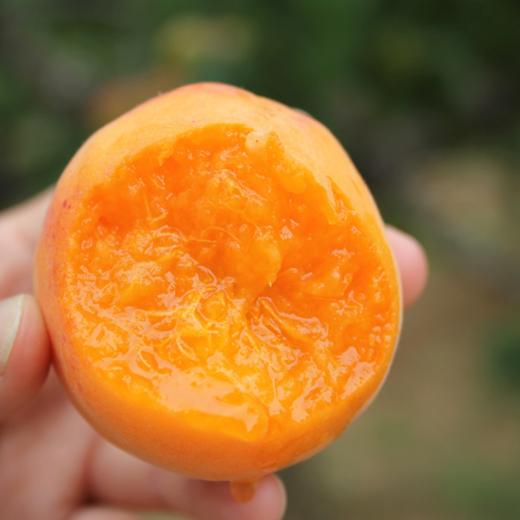 食味推荐 * 崂山蜜杏 长自崂山响石村 香甜如蜜 4.