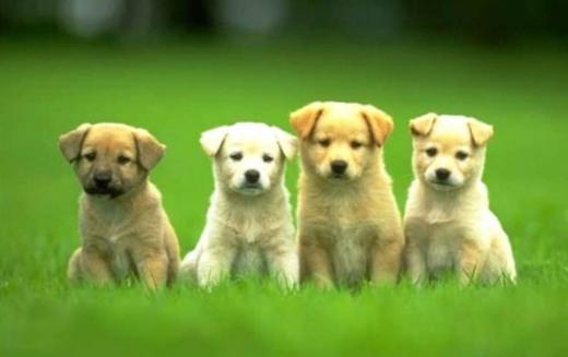 可爱的“小布丁” 商品图0