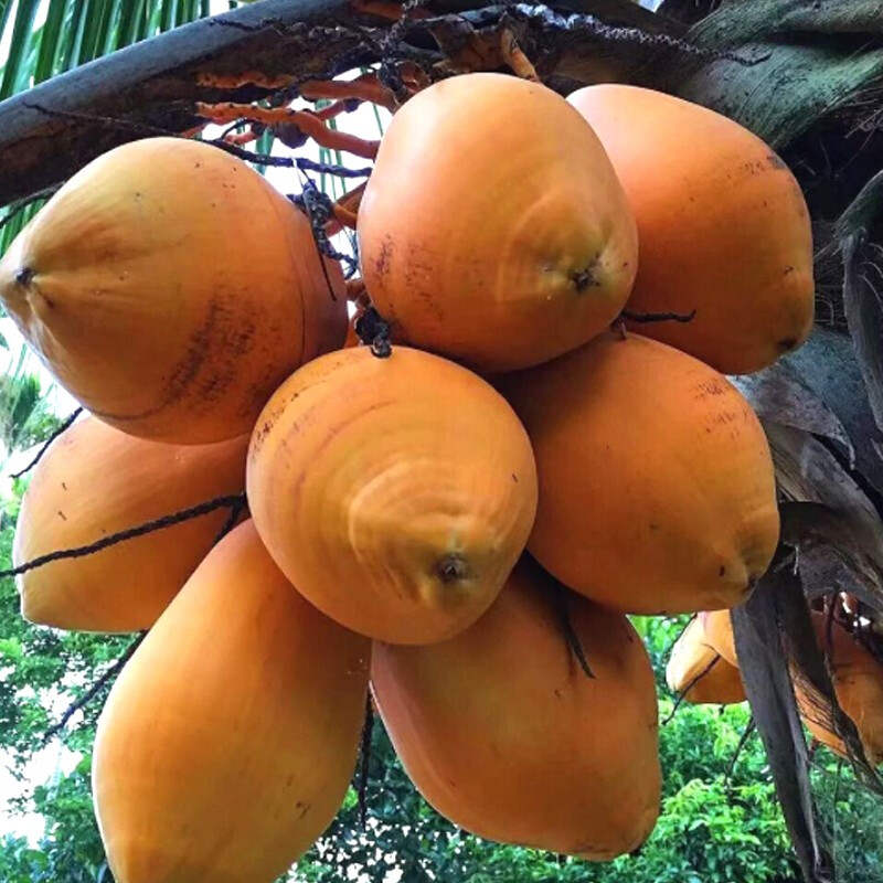 海南金椰2个装丨树上新鲜采摘直发 我们只是椰子搬运工