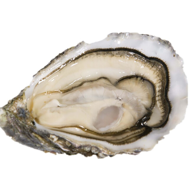 生蚝