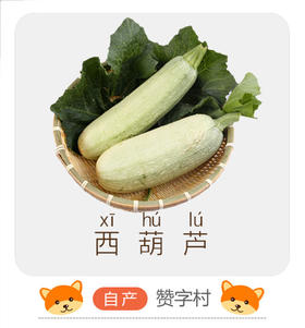 西葫芦（儿童专区）