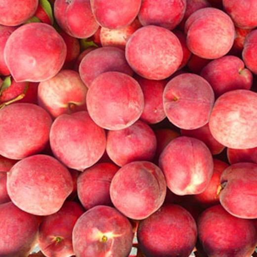 陕西大沥血桃 | 清甜多汁 果肉丰厚细腻