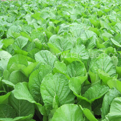 原生态春菜500克 - 土潮农原生态有机农产品