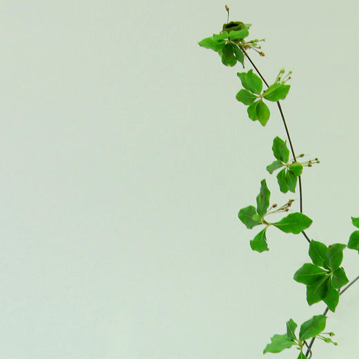 【周四团购】日本吊钟瓶插88元 三人拼团 商品图3