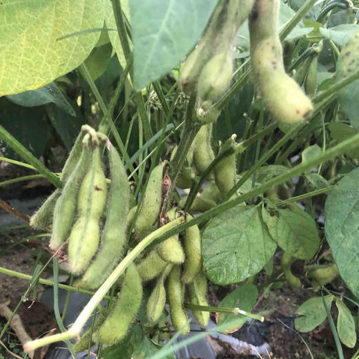 (自产)新鲜带壳有机黄豆500克