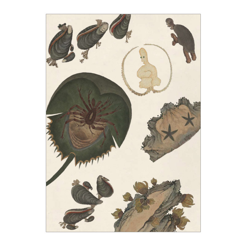 张辰亮 著 解读故宫藏品《海错图》中的生物密码 中信出版社图书 正版