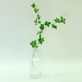 【周四团购】日本吊钟瓶插88元 三人拼团