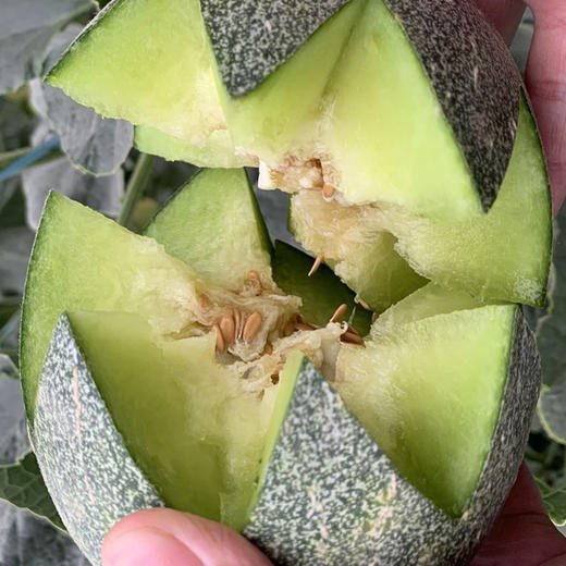 雅州蜜瓜|蜜一样香甜,用嘴抿着就能吃!