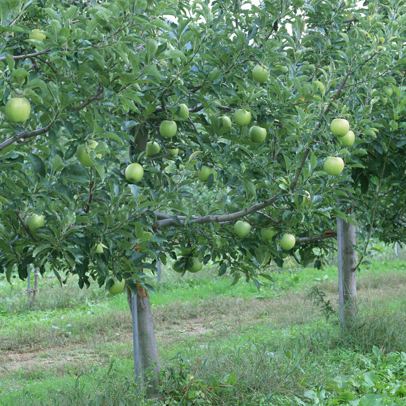 山西青苹果 果肉清脆 酸甜可口 生态种植 营养健康 现摘现发