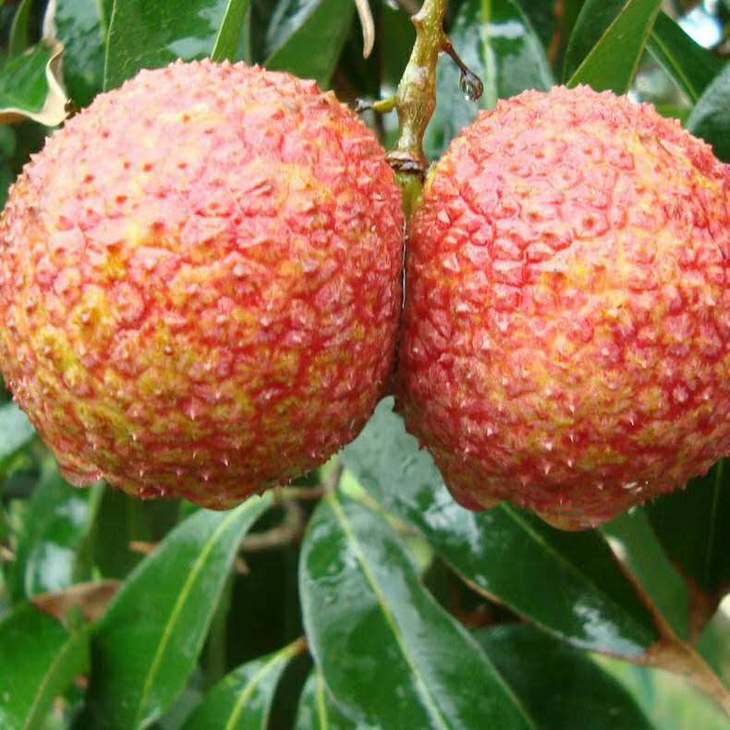 全国包邮荔枝界的贵族无核荔枝档口现货海南独有品种并蒂双生皮薄无核