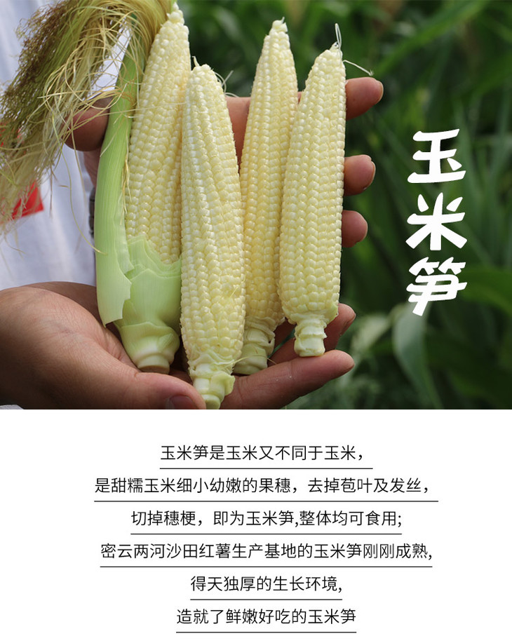 每日现掰_密农人家玉米笋_脆甜鲜嫩1斤