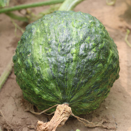 每日现摘_密农人家农家丑瓜_适合炖煮2斤