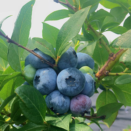 7月9日 极客食安早报 商品图0