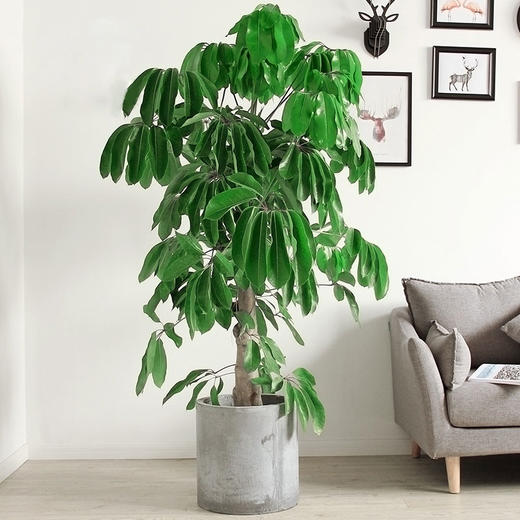 摇钱树大叶伞招财植物-宽叶大型盆栽室内观叶盆栽植物开业送礼绿植