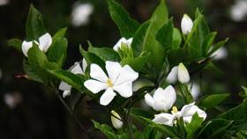 栀子花可以泡茶吗？