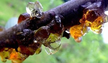 桃花泪，植物界的燕窝？ 商品图0